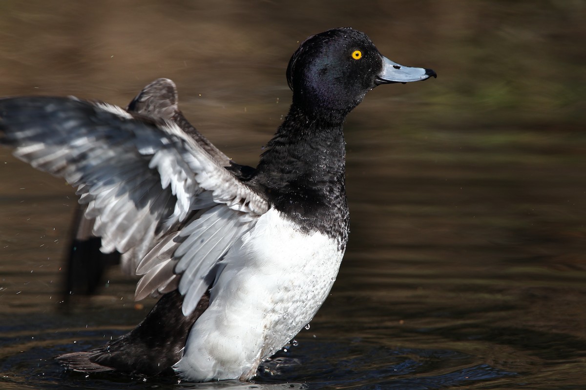 Tufted Duck - Guenther  Karmann