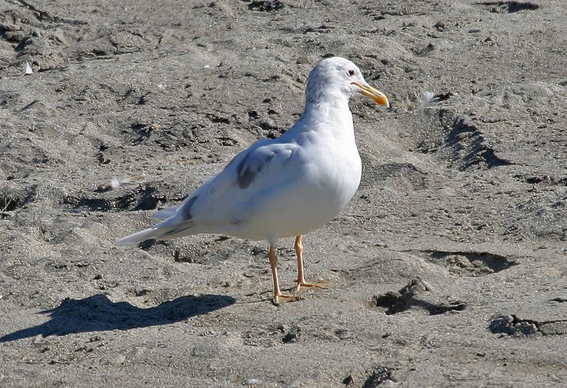 California Gull - Peter Vercruijsse