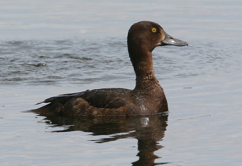 Tufted Duck - ML204783831