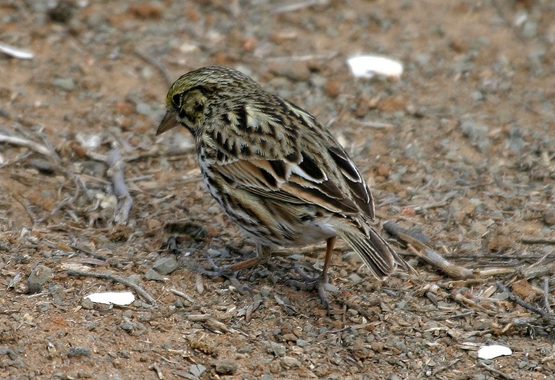 Savannah Sparrow (Belding's) - Peter Vercruijsse
