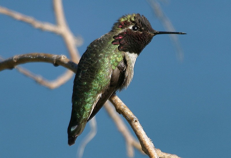 Anna's Hummingbird - Peter Vercruijsse