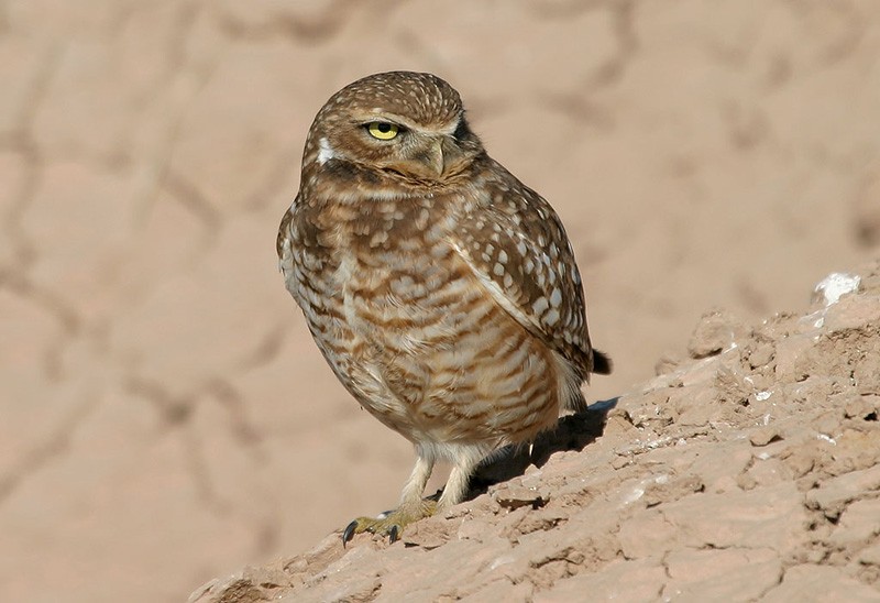 Burrowing Owl (Western) - Peter Vercruijsse