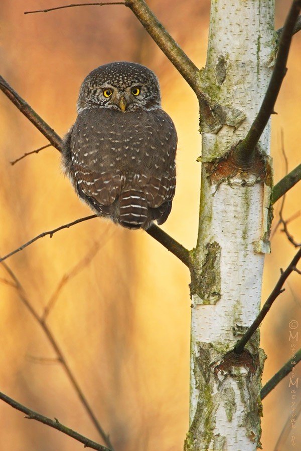 Eurasian Pygmy-Owl - Mateusz Matysiak