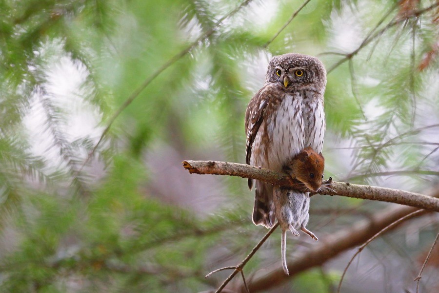 Eurasian Pygmy-Owl - Mateusz Matysiak