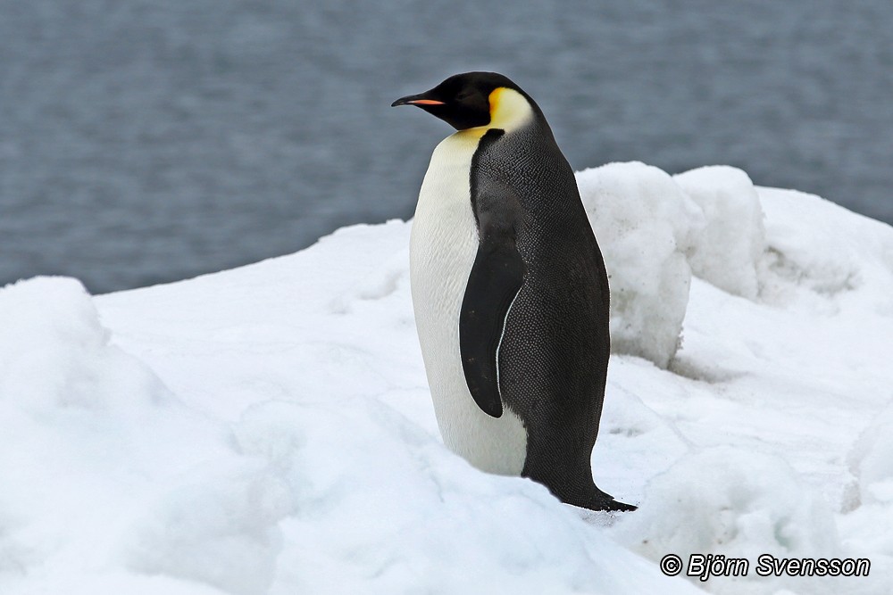 Emperor Penguin - Bjorn Svensson