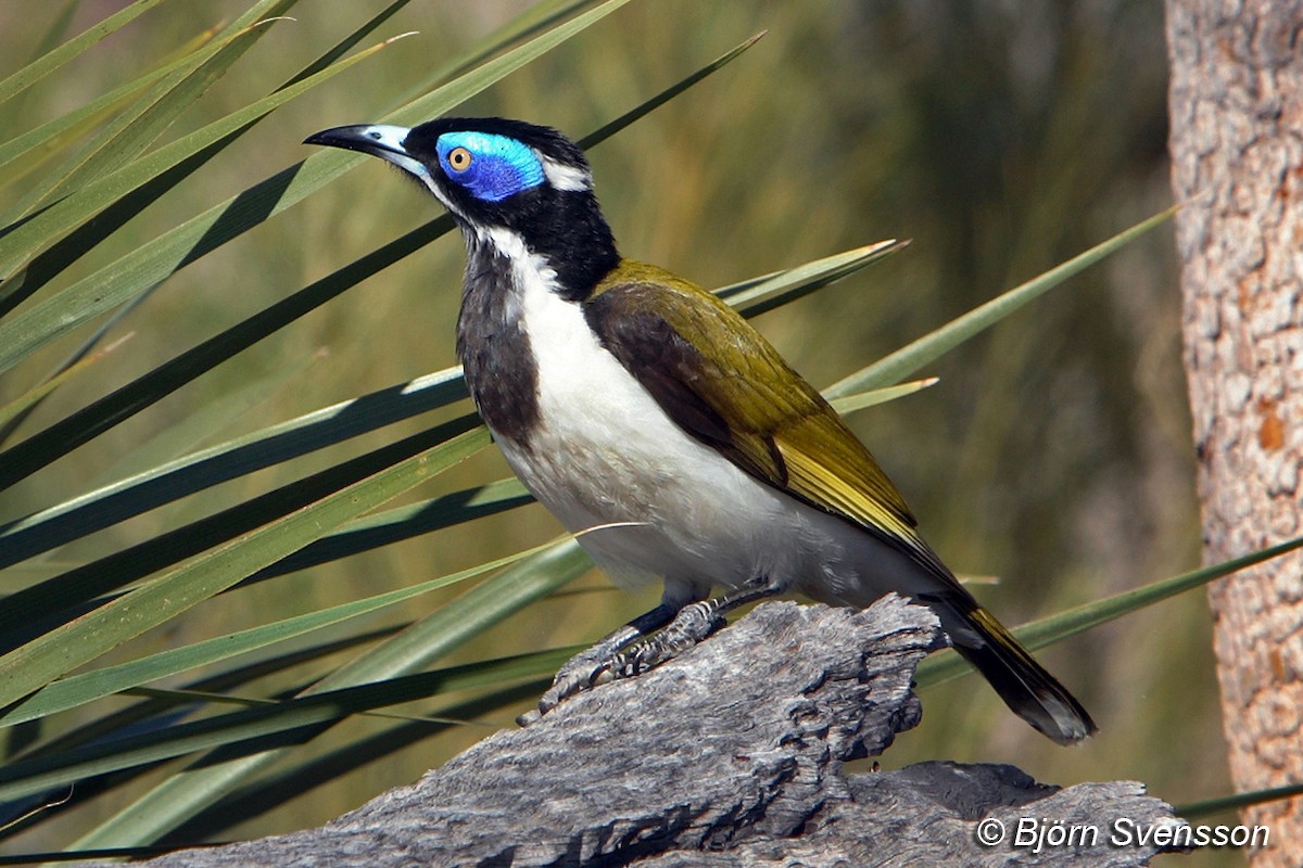 Blue-faced Honeyeater (White-quilled) - ML204784641