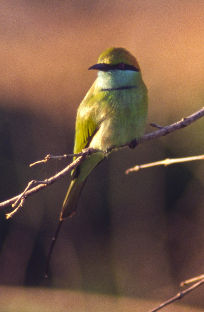 Asian Green Bee-eater - ML204784681