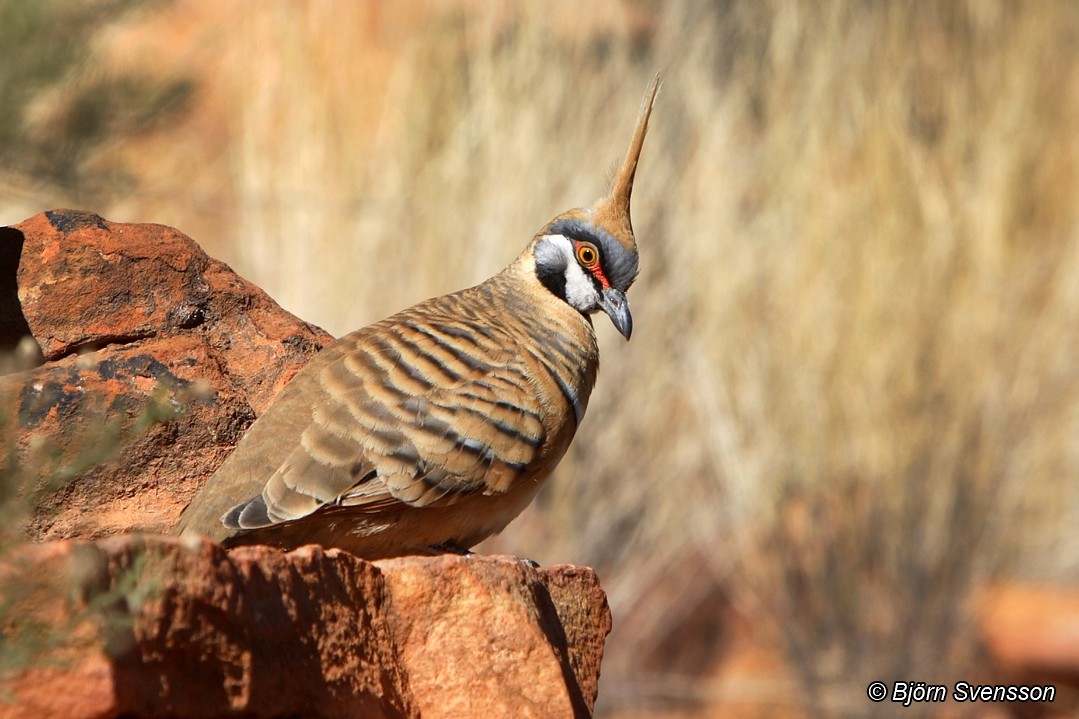 Spinifex Pigeon (White-bellied) - ML204784701