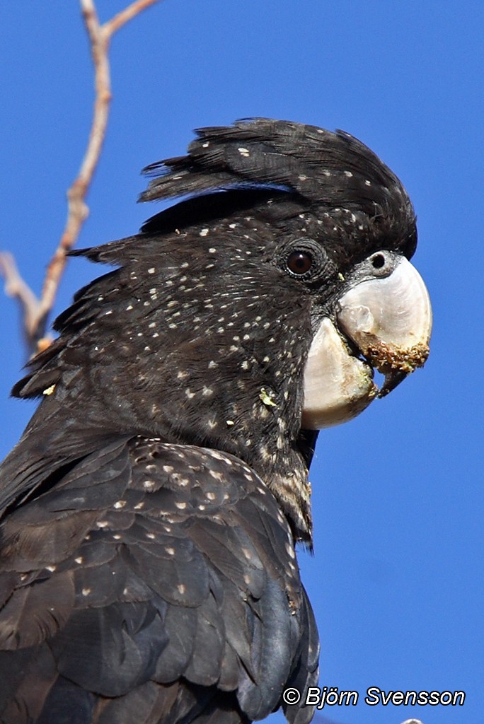 Red-tailed Black-Cockatoo - ML204784811