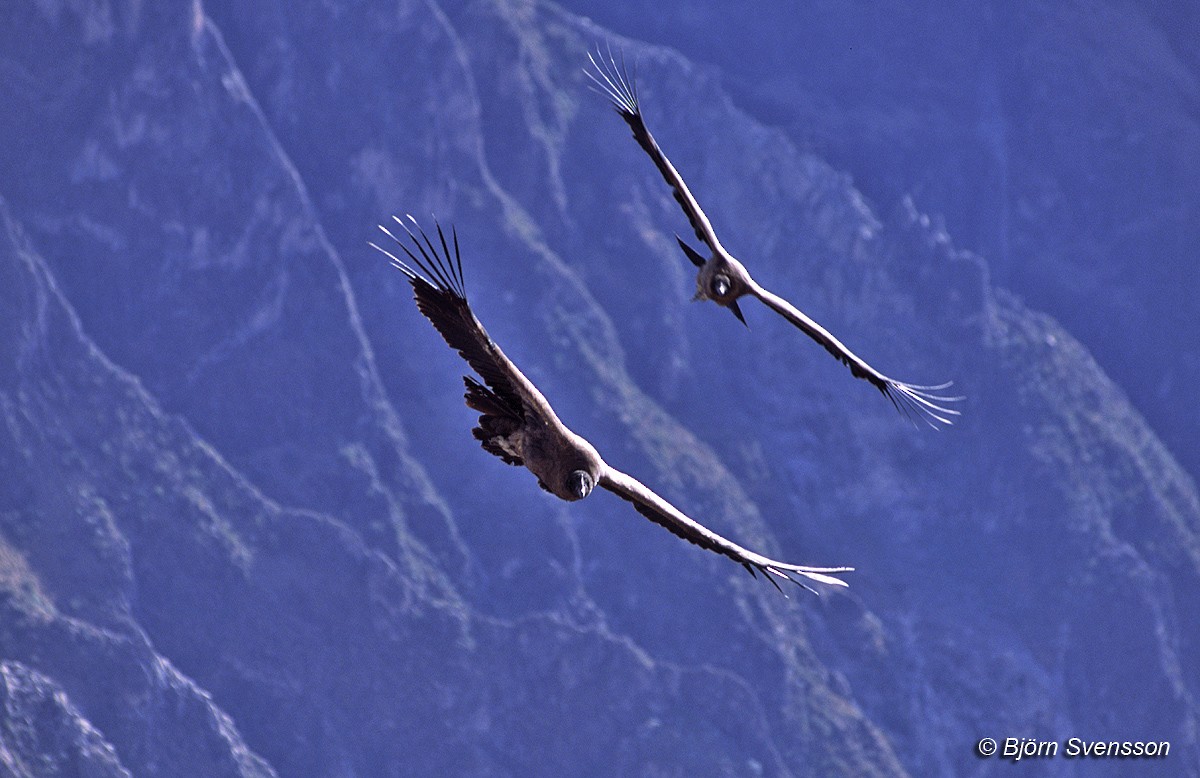 Andean Condor - Bjorn Svensson