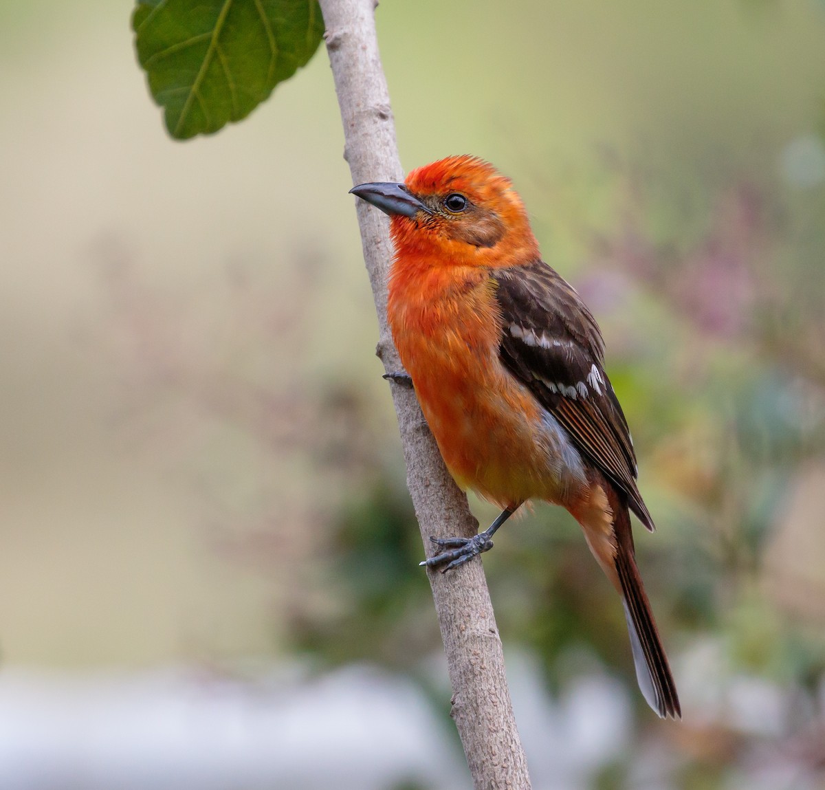 Flame-colored Tanager - Martin  Flack