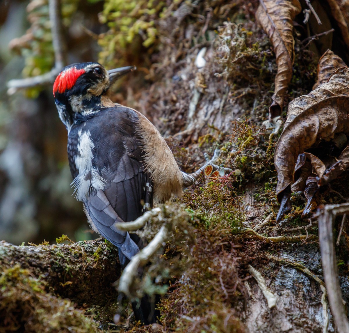 Hairy Woodpecker (Costa Rican) - Martin  Flack