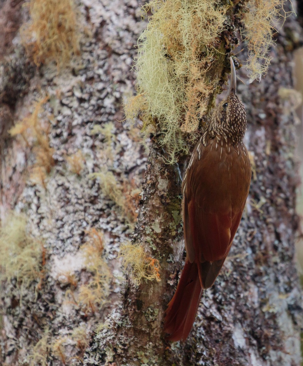 Spot-crowned Woodcreeper (Southern) - Martin  Flack