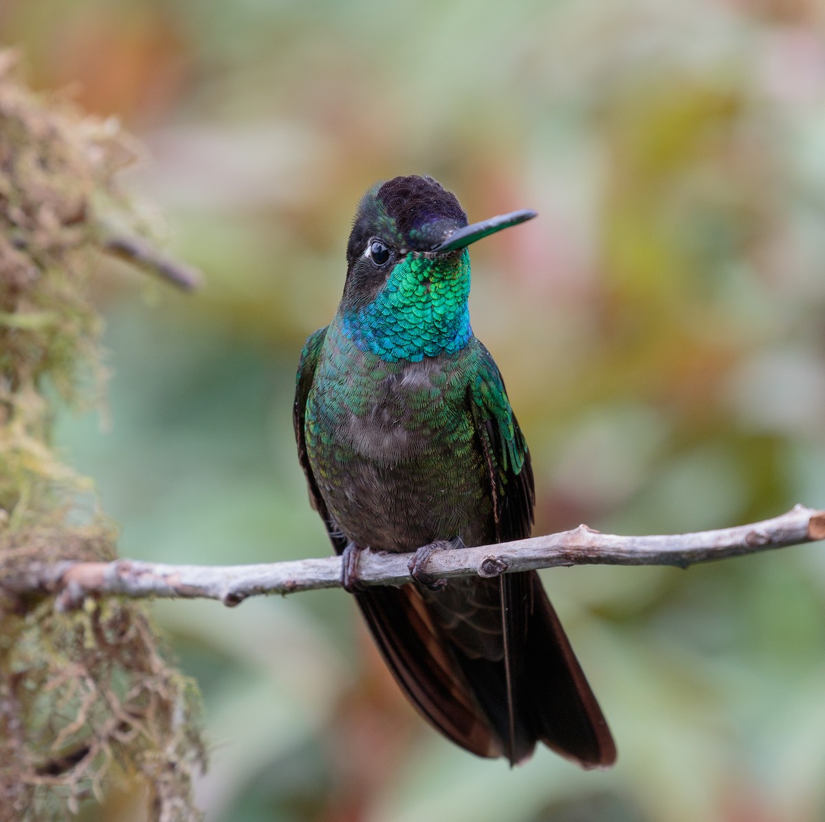 Talamanca Hummingbird - Martin  Flack