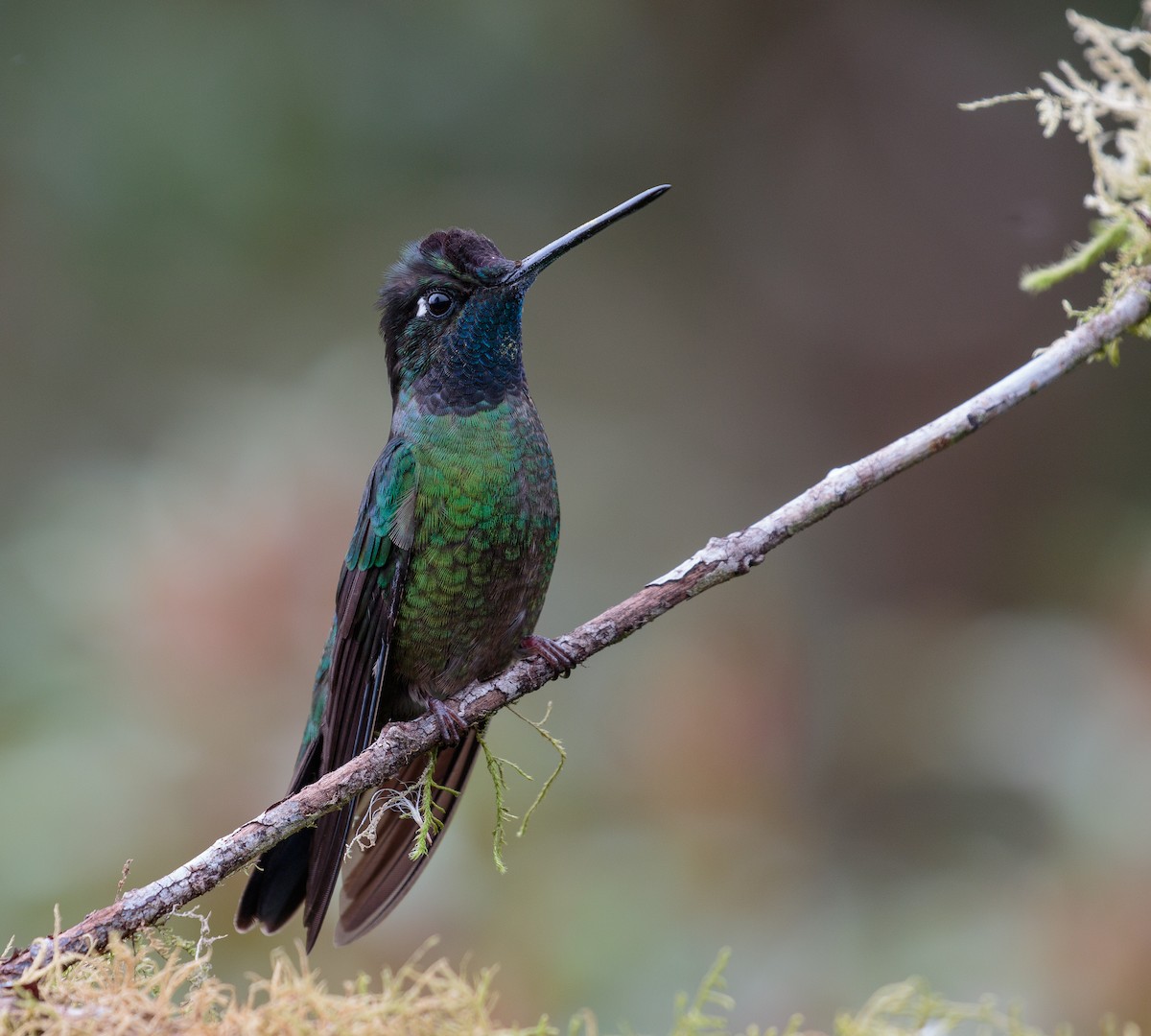 Talamanca Hummingbird - Martin  Flack