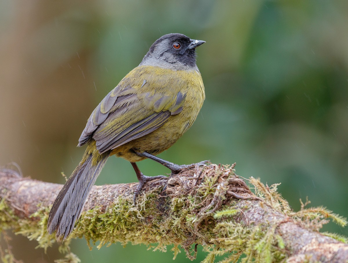 Large-footed Finch - ML204785231