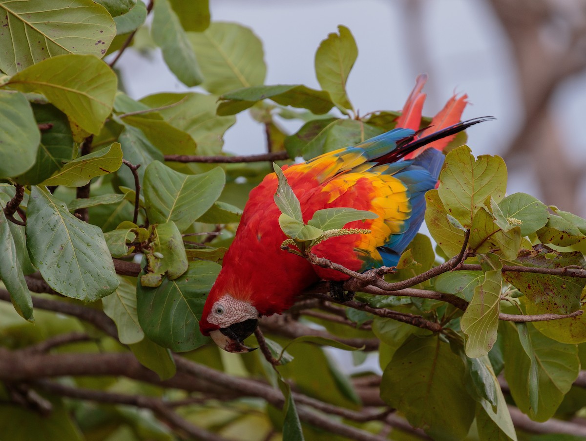 Scarlet Macaw - Martin  Flack