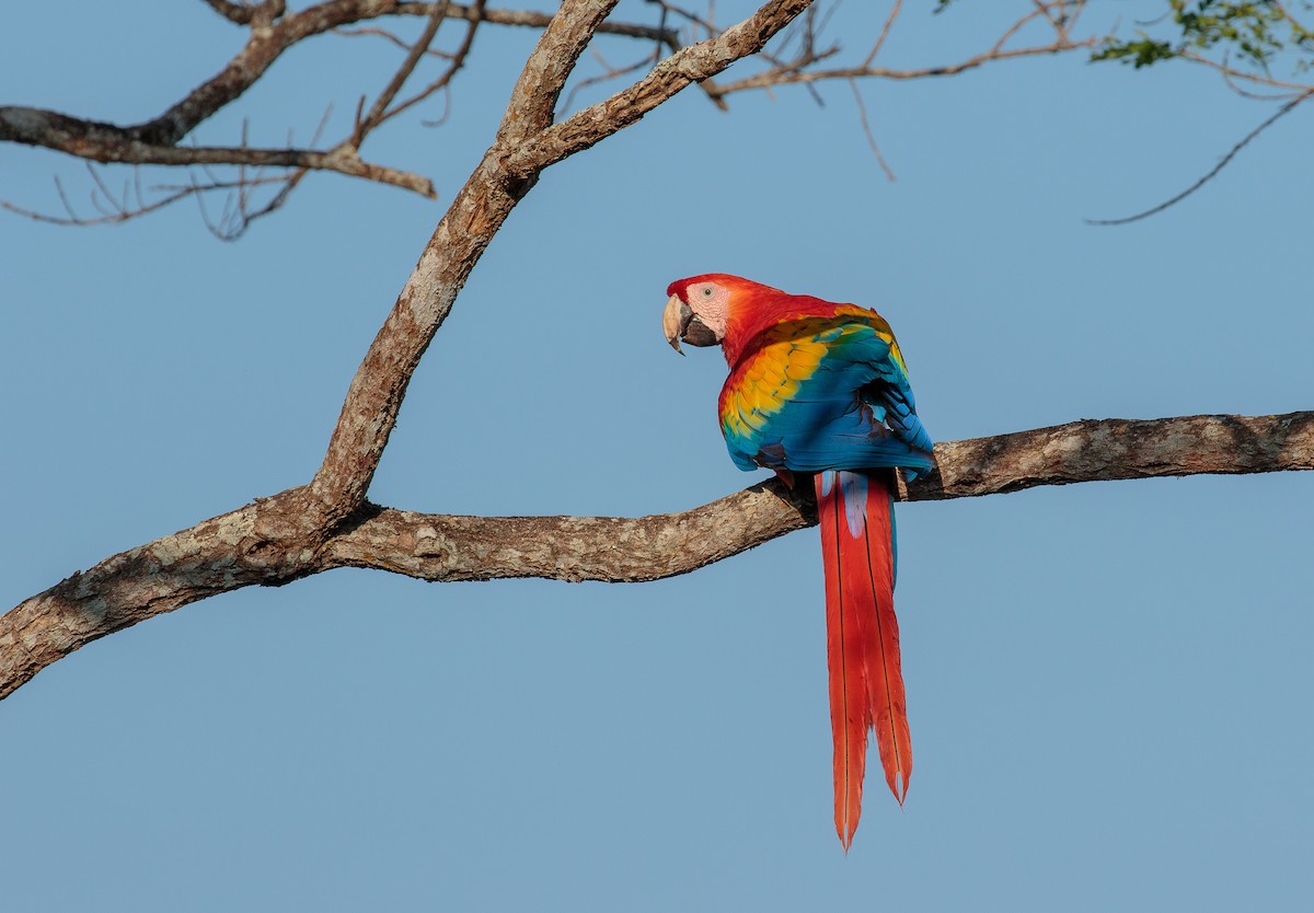 Scarlet Macaw - Martin  Flack