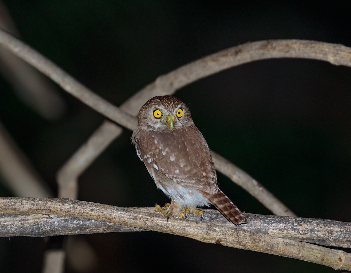 Ferruginous Pygmy-Owl - Martin  Flack