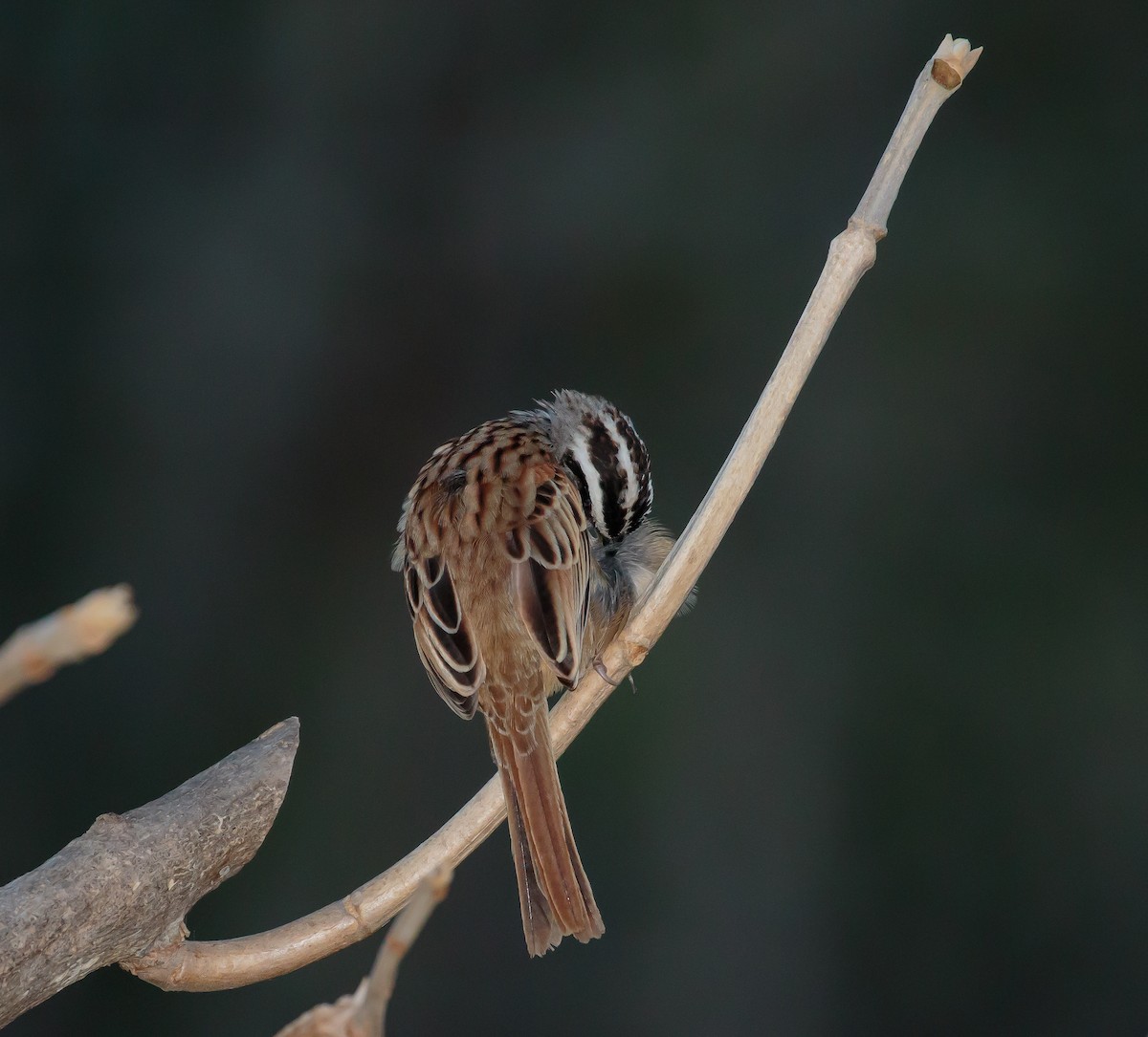 Stripe-headed Sparrow - Martin  Flack
