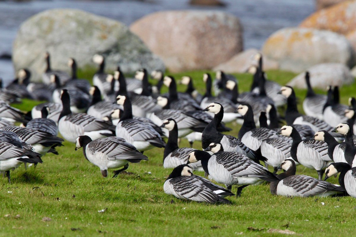 Barnacle Goose - Guenther  Karmann