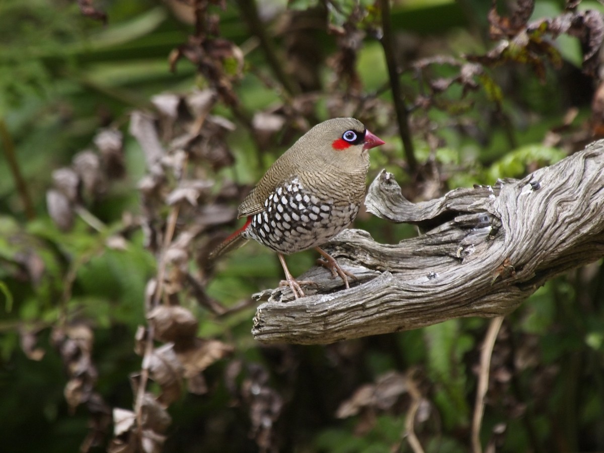Red-eared Firetail - ML204785471