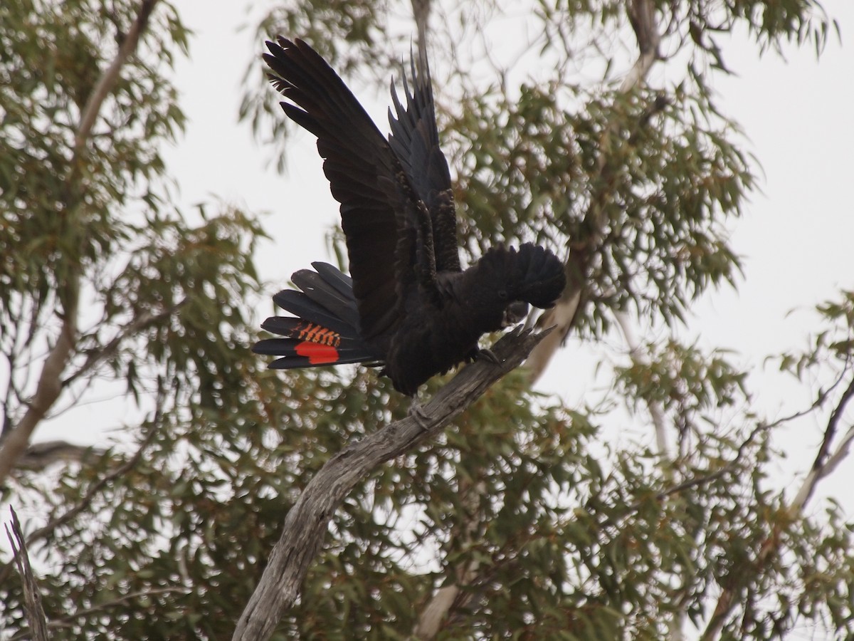 Red-tailed Black-Cockatoo - ML204785511