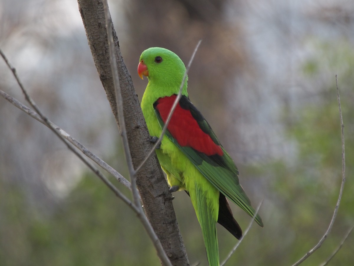 Red-winged Parrot - ML204785551