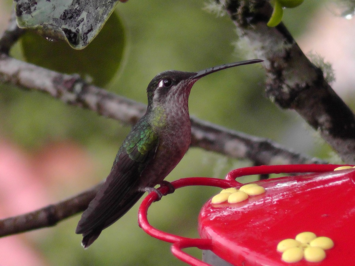 Talamanca Hummingbird - ML204785561