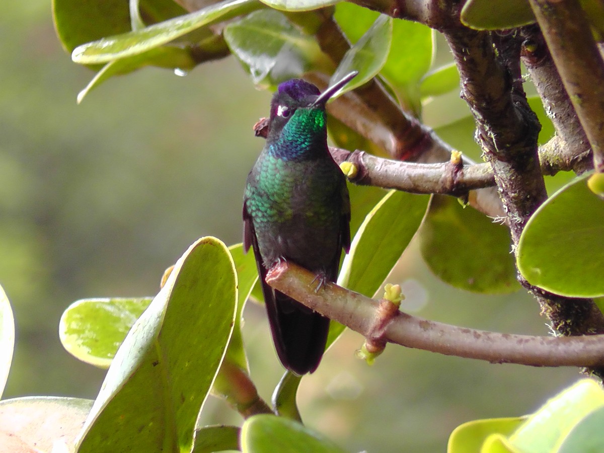 Talamanca Hummingbird - ML204785571