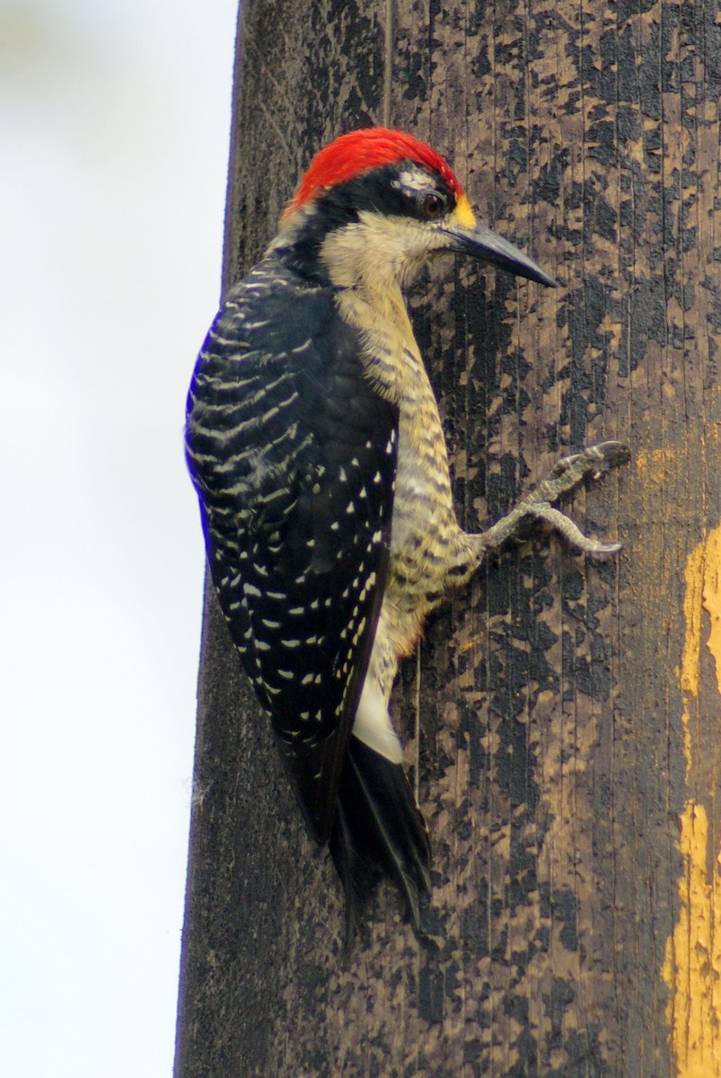 Black-cheeked Woodpecker - ML204785751