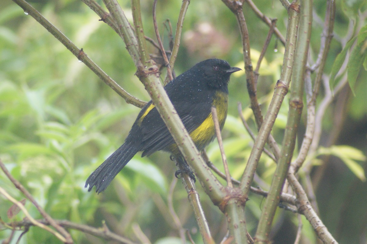 Black-and-yellow Silky-flycatcher - ANTHONY VILLAUME