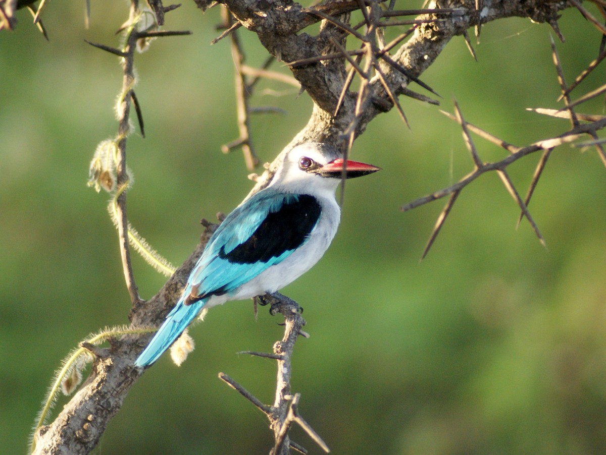 Woodland Kingfisher - ANTHONY VILLAUME