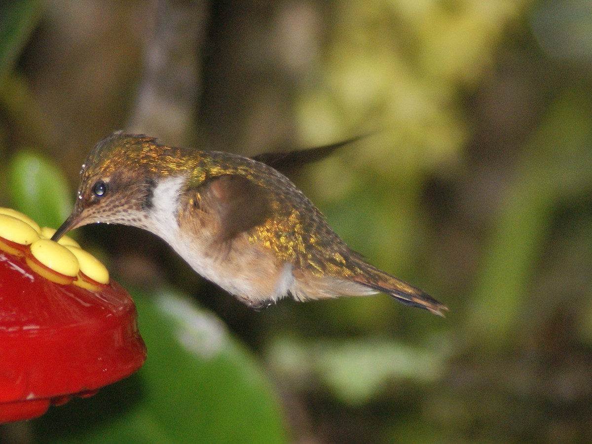 Scintillant Hummingbird - ANTHONY VILLAUME