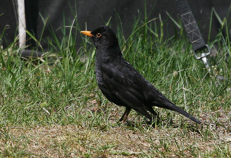 Eurasian Blackbird - Peter Vercruijsse