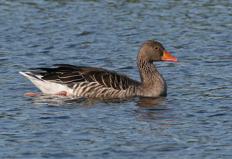 Graylag Goose (European) - ML204786131