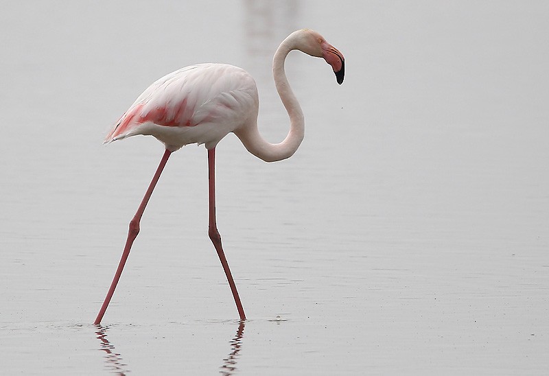 Greater Flamingo - Peter Vercruijsse