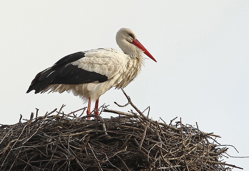 White Stork - Peter Vercruijsse