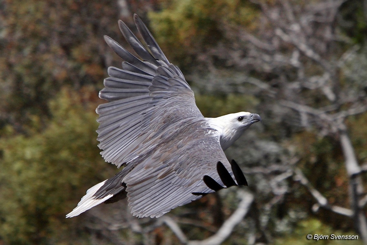 White-bellied Sea-Eagle - Bjorn Svensson
