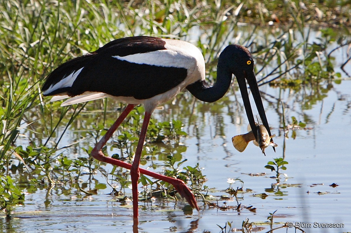 Black-necked Stork - ML204786681