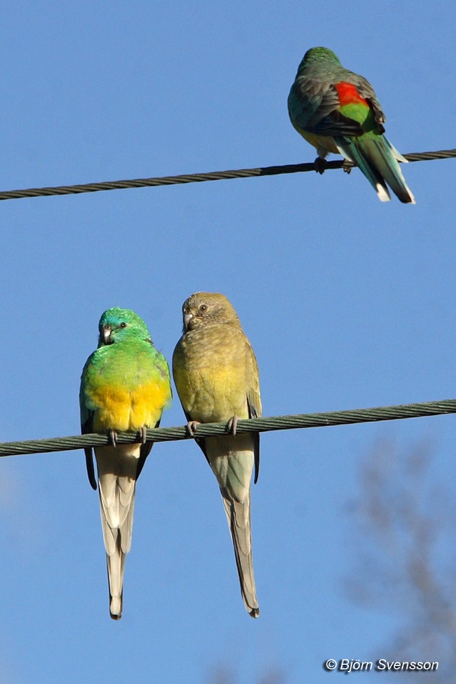 Red-rumped Parrot - ML204786691