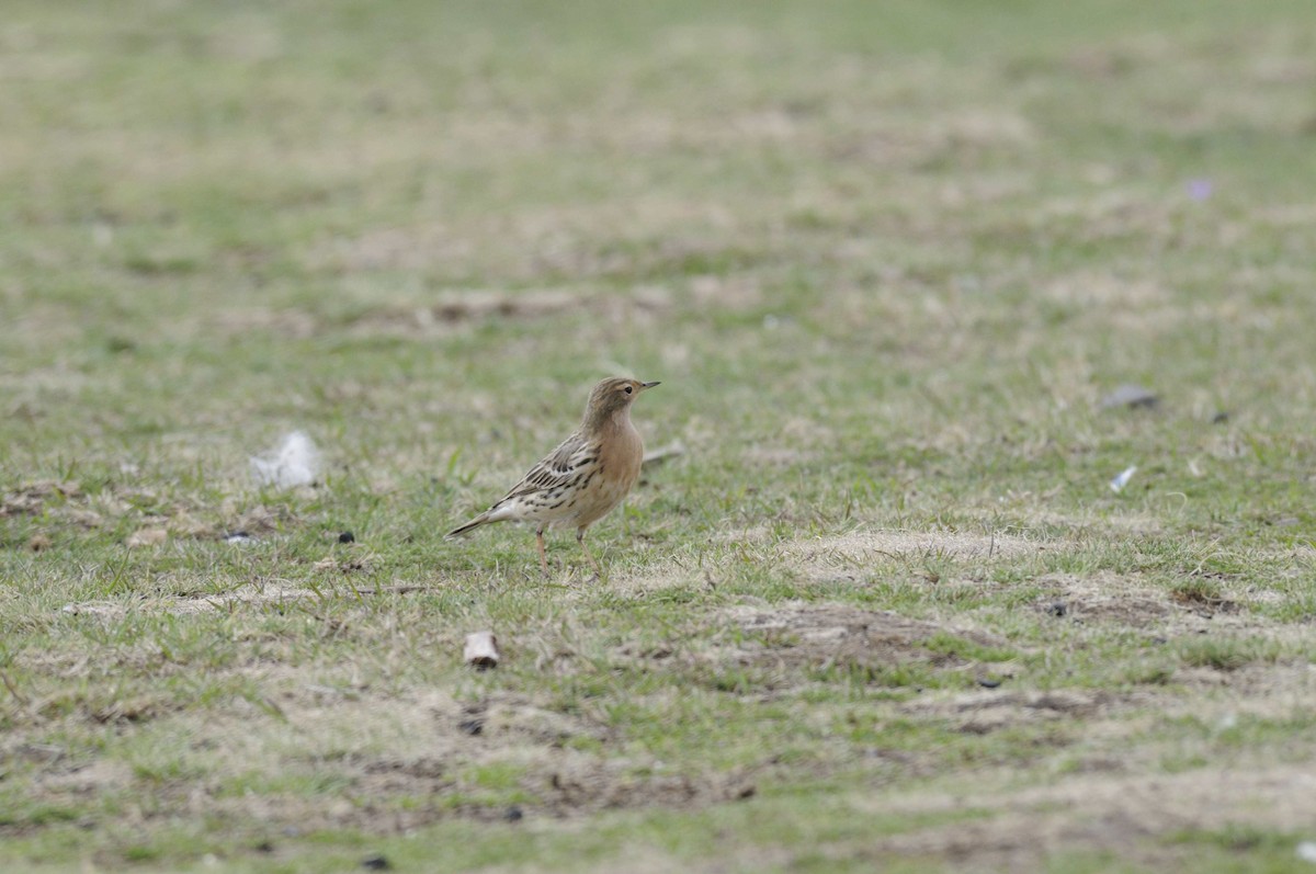 Red-throated Pipit - ML204786971