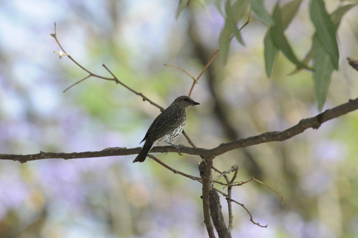 Violet-backed Starling - ML204787031