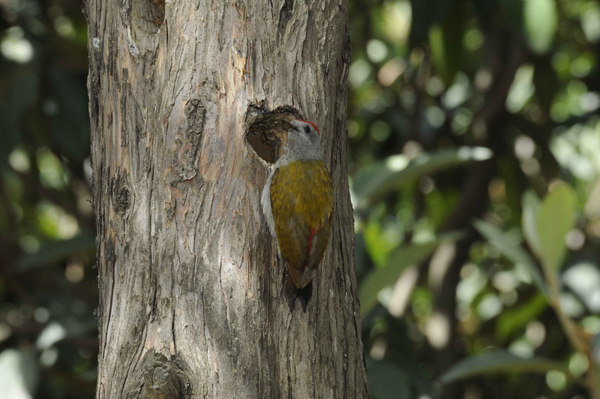 African Gray Woodpecker (Gray) - ML204787071