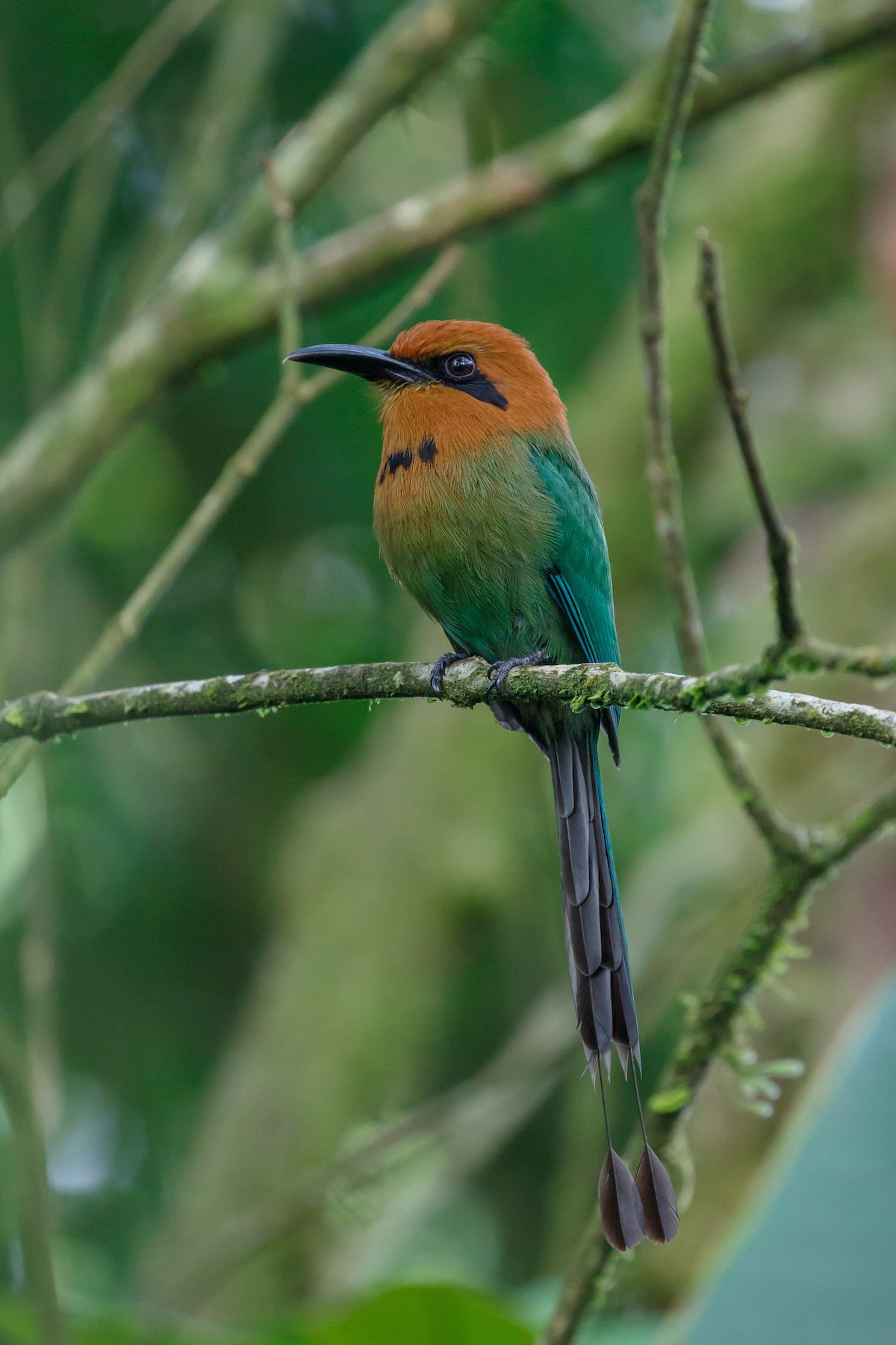 Broad-billed Motmot (Broad-billed) - eBird