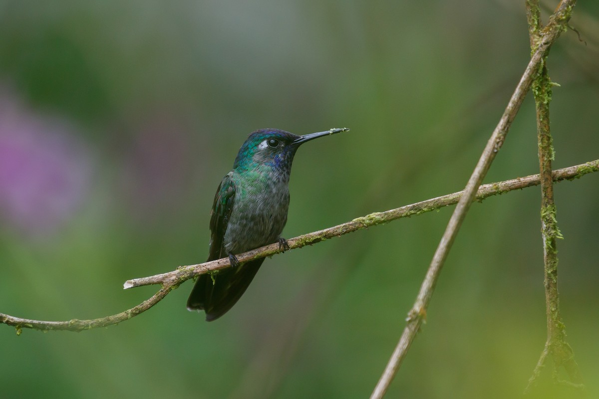 Violet-headed Hummingbird - Martin  Flack