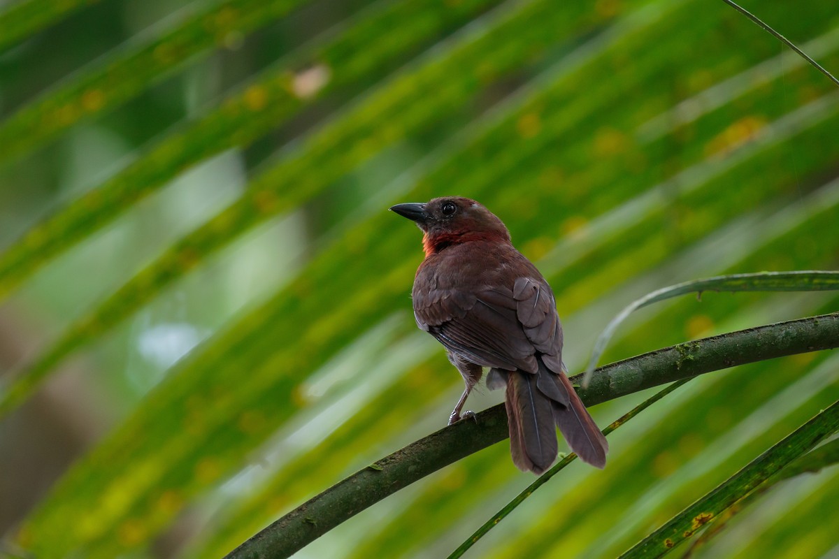 Red-throated Ant-Tanager - Martin  Flack