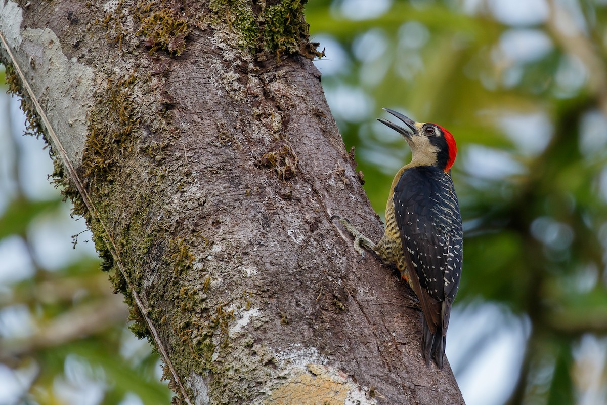 Black-cheeked Woodpecker - Martin  Flack