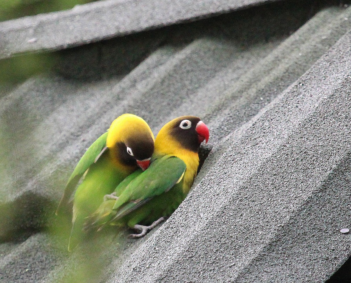 Yellow-collared Lovebird - ANTHONY VILLAUME