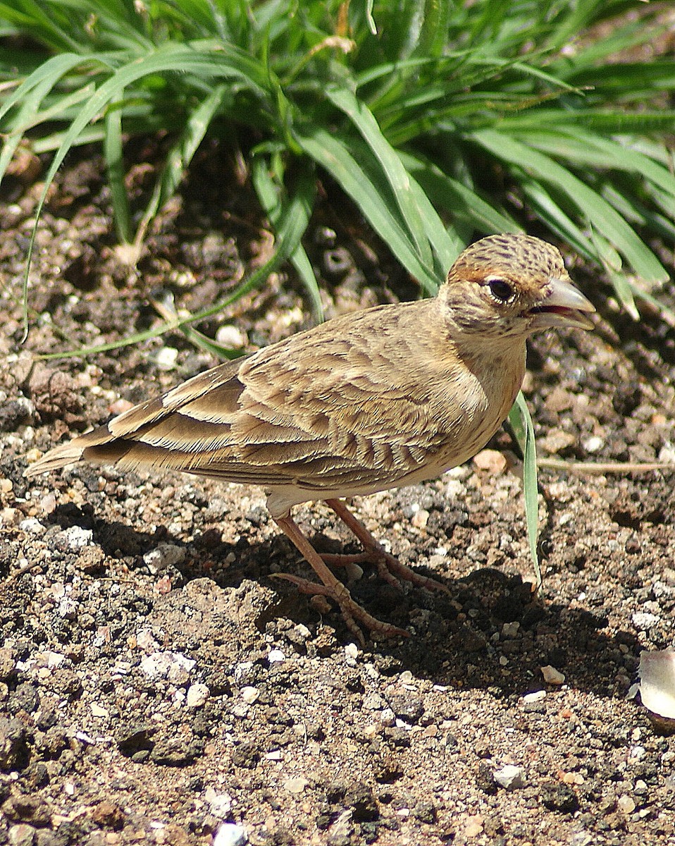 Fischer's Sparrow-Lark - ANTHONY VILLAUME